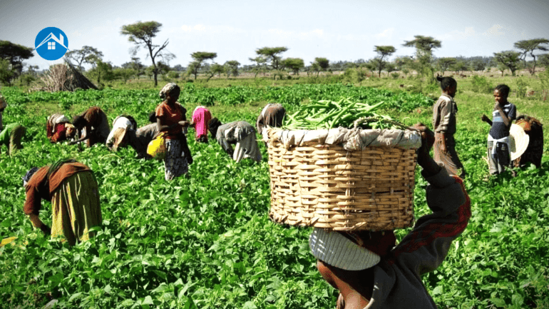 how does land tenure system affect agriculture